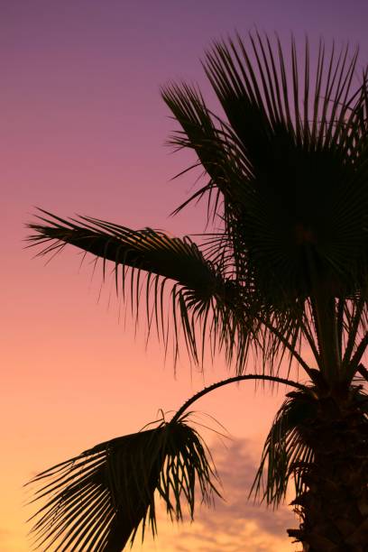 palmier silhouetté contre un ciel crépusculaire d’été. - clear sky vacations vertical saturated color photos et images de collection