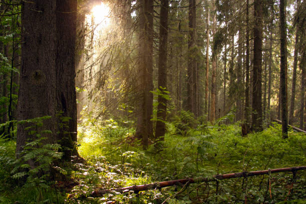 istock Light in forest trees in Apuseni Mountains Romania 1220854814
