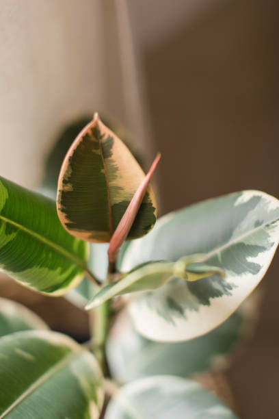 istock Variegated Rubber Plant 'Variegata' Ficus Elastica 1220855757
