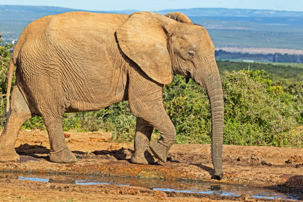 большая самка слона, пьют в водоеме - addo elephant national park фотографии стоковые фото и изображения