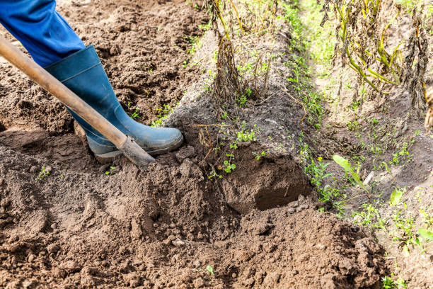 istock New potato harvesting on a potato field. 1220856818