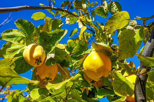 Beautiful background of blooming orange quince.