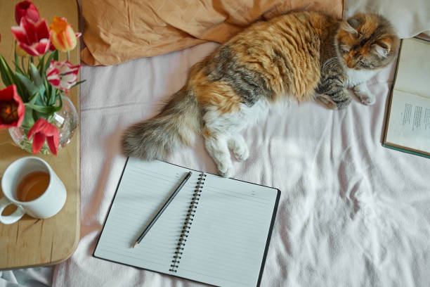 Ginger, tricolor cat relaxing on in the bed. Notebook, book, cup of tea and spring flowers  with home decor on the warm soft bed. Cozy concept.