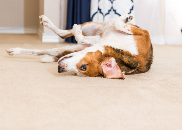 istock Beagle mix dog rolling around on the indoor carpet. 1220857660