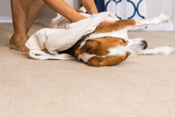 istock Beagle mix hound dog  stretches while being towel dried. 1220857699