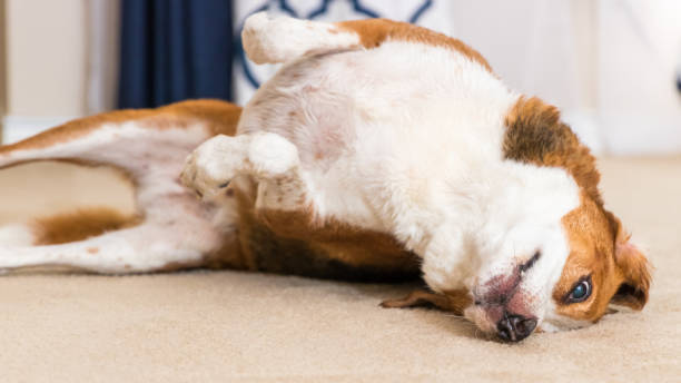 istock A Beagle mix hound rolls on the carpet after his bath. (Close up) 1220857702