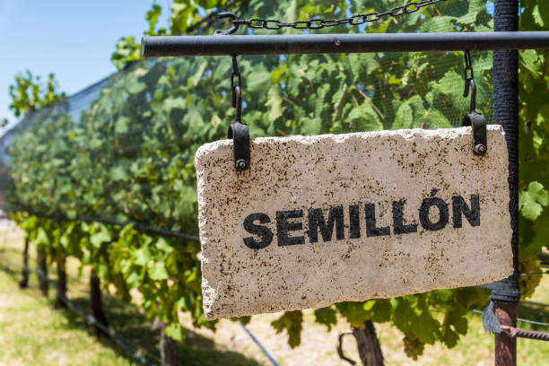 zeichen des semillon-traubenweins vor dem hintergrund von rebpflanzen in einem weinberg - vineyard ripe crop vine stock-fotos und bilder