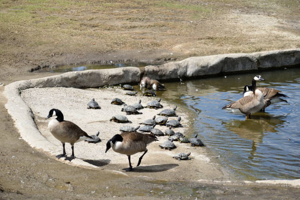 istock Wildlife at the Local Park 1220857763
