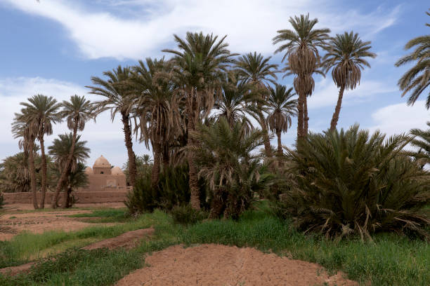 istock Adobe buildings in M'Hamid El Ghizlane. 1220857778