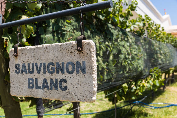 Sign of Sauvignon Blanc grape wine against the background of vine plants in a vineyard stock photo