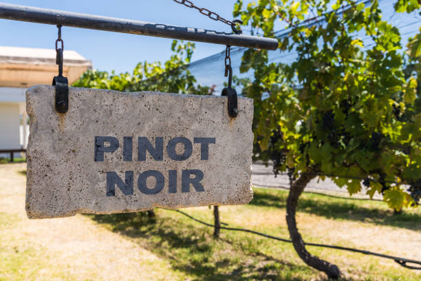 zeichen des pinot noir traubenweins vor dem hintergrund von rebpflanzen in einem weinberg - vineyard ripe crop vine stock-fotos und bilder