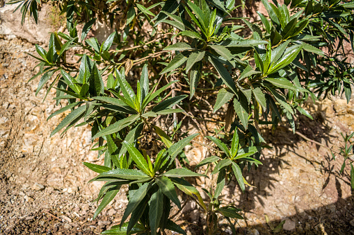 shrub with green leaves and ground nearby, shadows