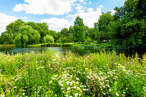 London Saint James Park green foliage and trees in sunny summer with many flowers by pond river water landscape
