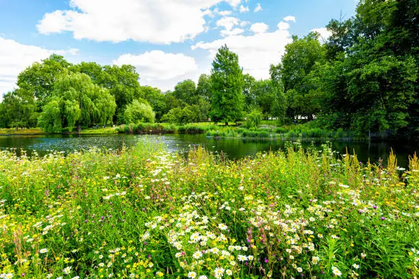 Photo of London Saint James Park green foliage and trees in sunny summer with many flowers by pond river water landscape