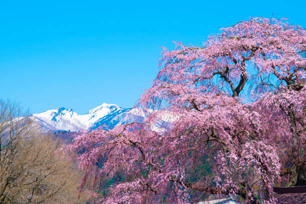 Spring in snowy mountains and cherry blossoms This is a cherry tree at a temple near my house. 丘 stock pictures, royalty-free photos & images