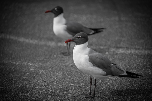 A portrait of two Common Terns, in selective color.