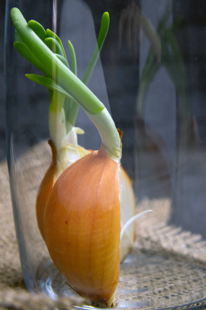 istock Onion cut in half in a glass jar stands on a burlap 1220861778