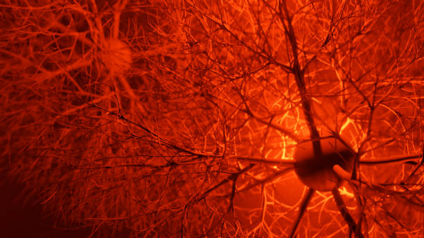 Neuron system disease Neuron cells system disease - 3d rendered image of Neuron cell network on black background. Interconnected neurons cells with electrical pulses. Conceptual medical image.  Glowing synapse.  Healthcare, disease concept. axon terminal stock pictures, royalty-free photos & images