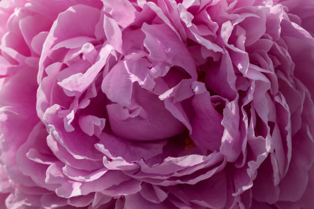 istock Lilac peony closeup as background texture. Macro 1220862991