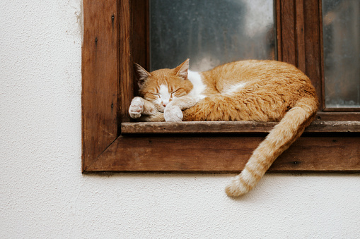 A beautiful yellow cat sleeping by the window-Antalya -Turkey - Middle East