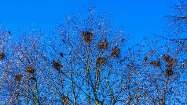 istock Crows making nests in trees in early April. Ornithology concept. Texture and background. 1220864165