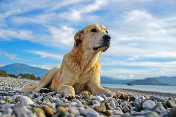 istock Dog sitting on the gravel. 1220865617