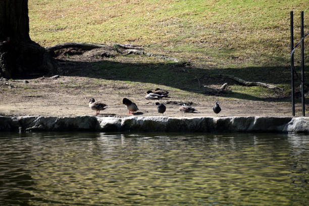 istock Ducks Near the Lakeside Shore 1220865626
