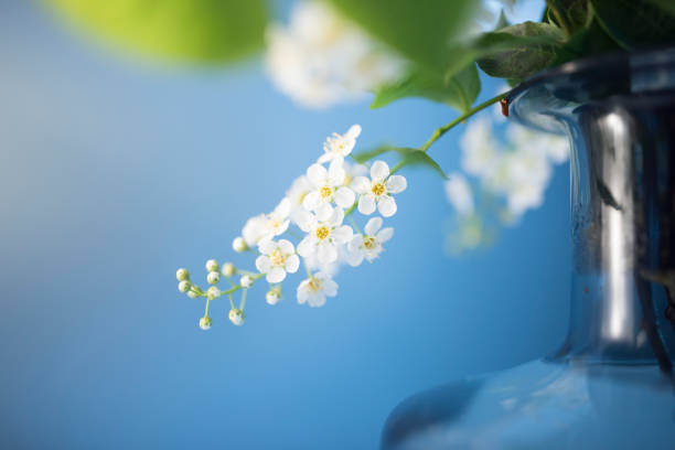 istock Branch of blooming bird cherry 1220867491