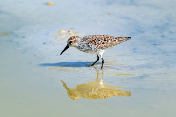 istock Breeding Plumage Western Sandpiper with a Reflection 1220867823