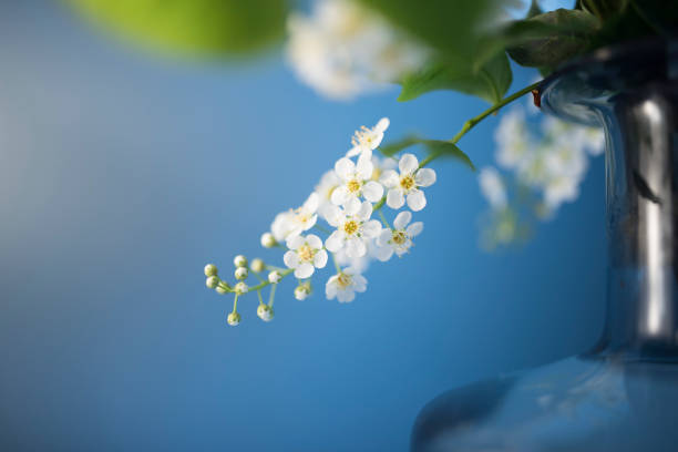 Ukraine, Bird, Black Color, Blossom, Blue