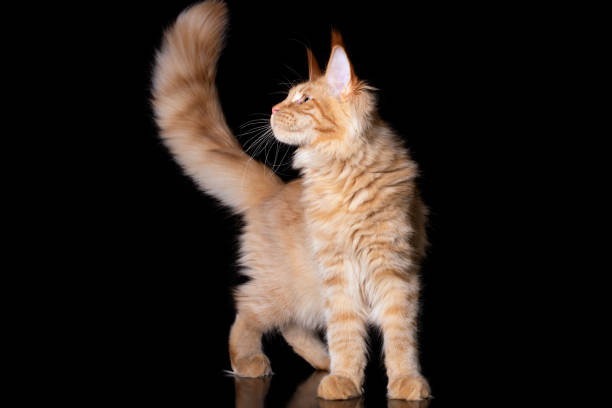 istock Adorable cute maine coon kitten on black background. 1220868528