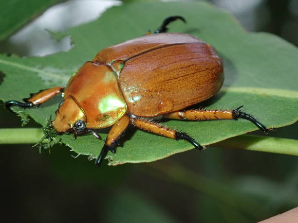 Christmas Beetle Insect Biodiversity herbivorous stock pictures, royalty-free photos & images