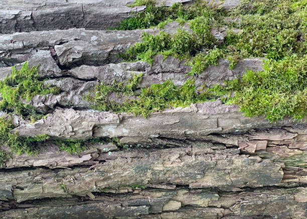 Closeup of the bark of a tree.