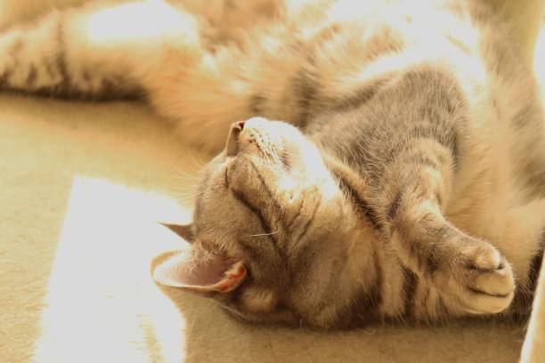 istock A beautiful cat sleeping comfortably in the sunlight. 1220873977