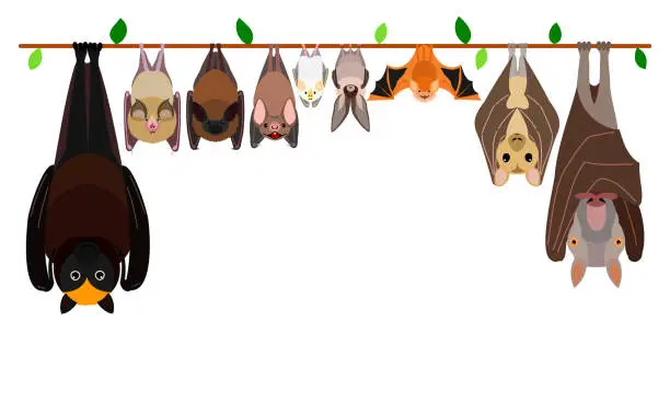 Vector illustration of various bats hanging upside down in a row