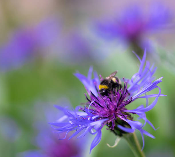 istock Bee collects flower nectar of cornflower 1220876134