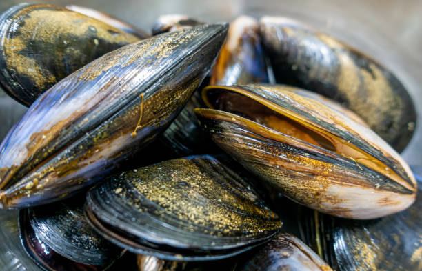 istock Fresh black-lipped mussels, cleaned and washed, ready for the various cooking processes 1220876255