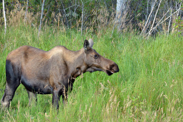 Moose in a grass, Alaska Cow moose in a grass, carefully watching a photographer. cow moose stock pictures, royalty-free photos & images