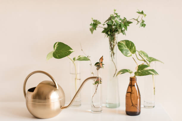 Propagating a Green English Ivy & Pothos Plants. A dark green English Ivy and pothos in vases propagating in bright natural light. A modern gold watering can is featured. English Ivy and pothos are easy-care houseplants that grow quickly and are easy to propagate.