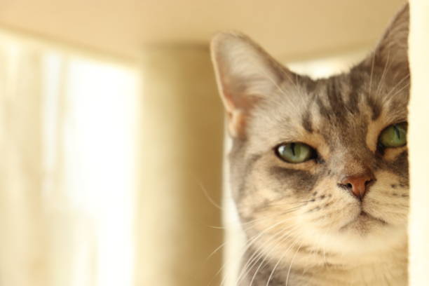istock A cat with beautiful green eyes in the sunshine. 1220877109