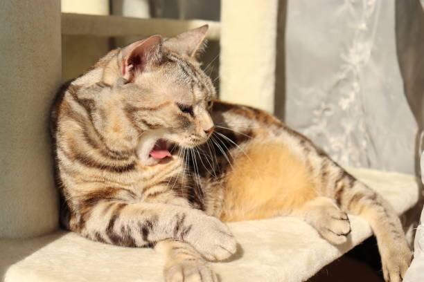 istock Cat yawning in the sunshine. 1220879602