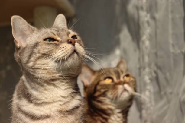 istock Two cats relaxing and looking up. 1220879712