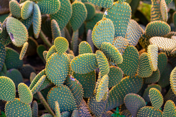 istock the beautiful cactus flowers at spring time 1220883189