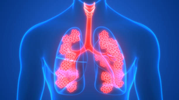 肺胞解剖学を用いたヒト呼吸器系肺 - human lung tuberculosis bacterium emphysema human trachea ストックフォトと画像