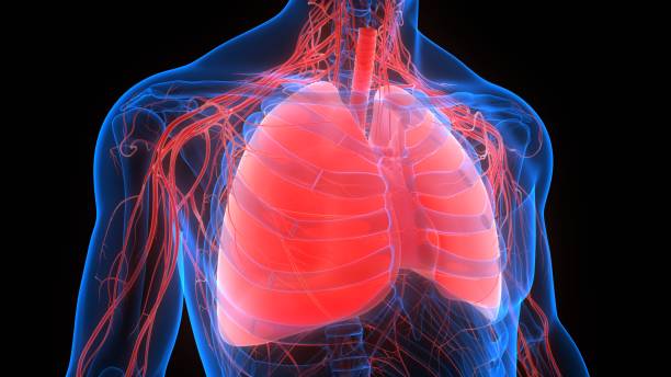 istock Human Respiratory System Lungs Anatomy 1220884758