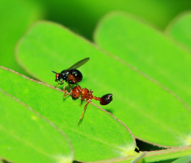 istock fly insect eat die ant on macro 1220885125