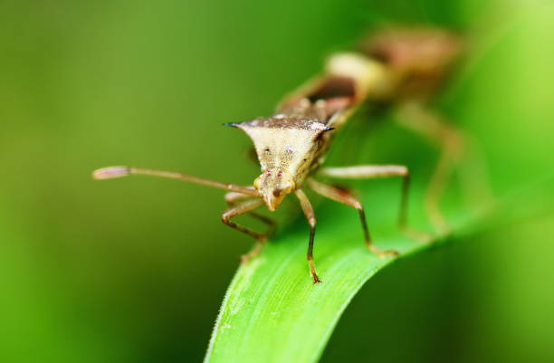 istock dangerous for plant insect 1220885991