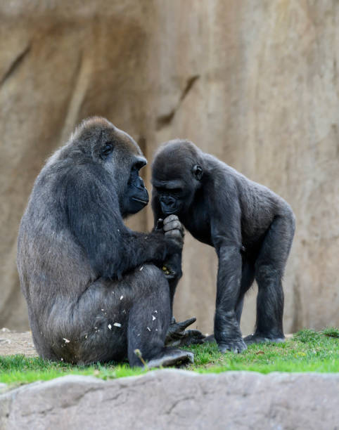Two Gorillas Interacting With Eachother Stock Photo - Download