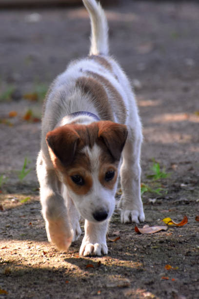 istock white Jack Russell Terrier puppy Having fun in summer 1220888509