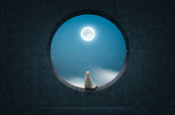 Cat sitting on rounded concrete window and look up to the moon .